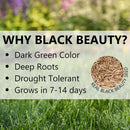 Jonathan Green (10324) Black Beauty Ultra Grass Seed - Cool Season Lawn Seed (50 lb)
