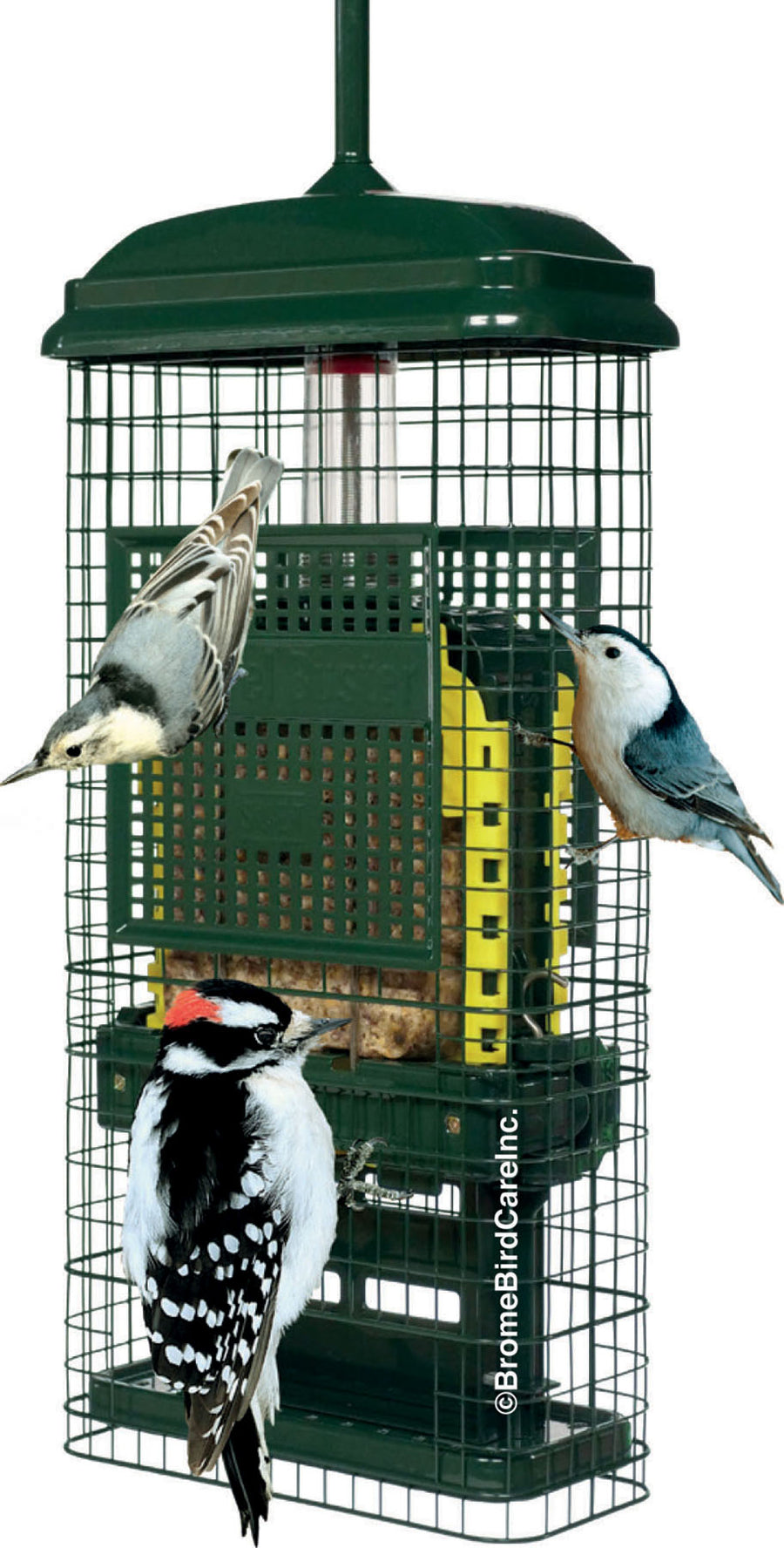 Squirrel Buster Suet Wild Bird Feeder, Green, 2 Cake Cap - Squirrel Proof All Metal Feeder