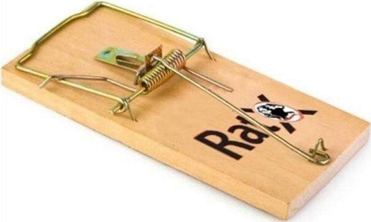 Ratx Wood Trap Single Shelf Display, 12 pk - Traps