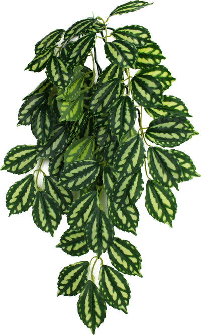 Komodo Two Tone Climbing Plant, Green/Red, MD - 16 in - Plants