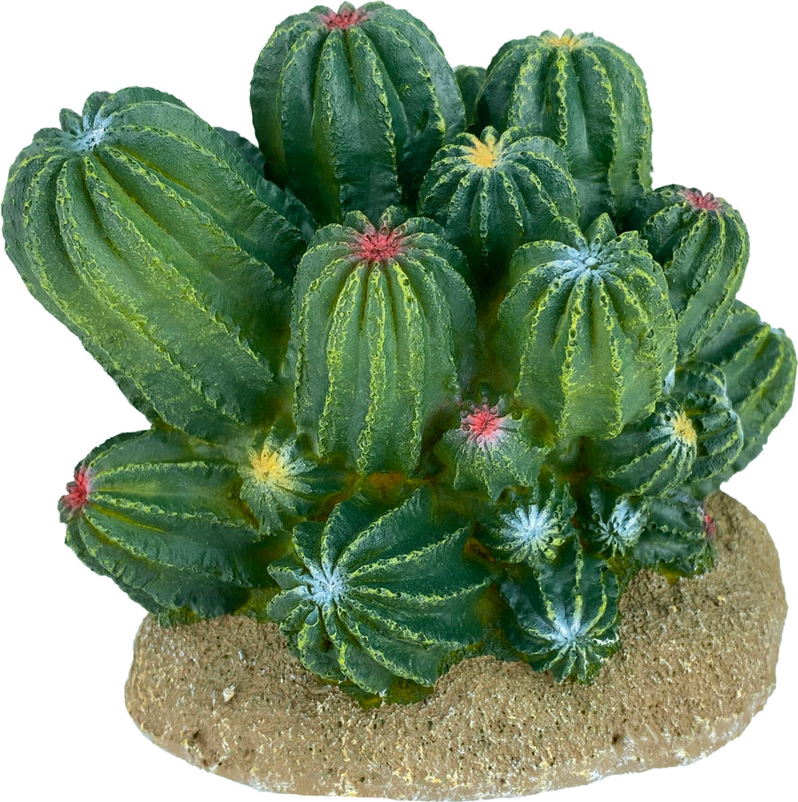 Komodo Cactus/Barrel Cactus, Green, MD - General