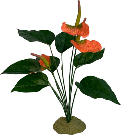 Komodo Anthurium Bush, Green/Brown, LG - Plants