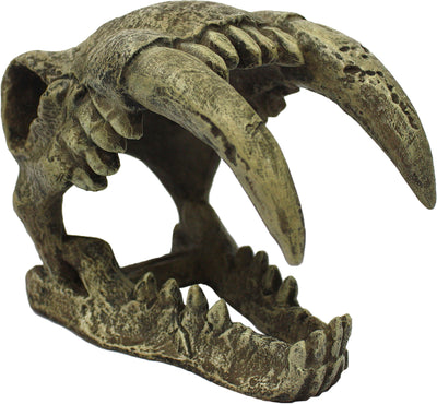 Komodo Sabertooth Skull, Natural, LG - General
