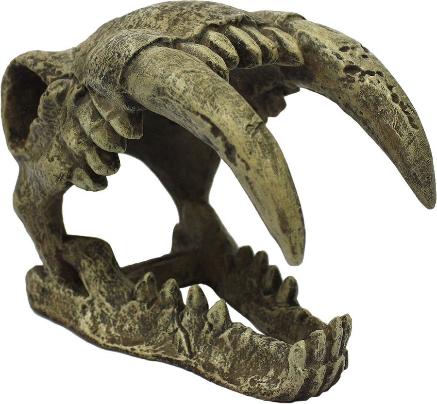 Komodo Sabertooth Skull, Natural, LG - General