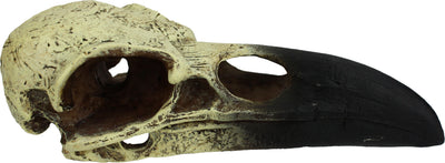 Komodo Raven Skull, Natural, MD - General