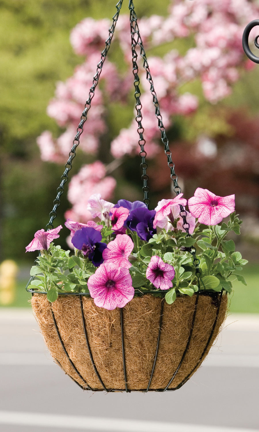 Panacea Products Growers Hanging Basket W/Coco Liner, Black, 14 in - Hanging Baskets