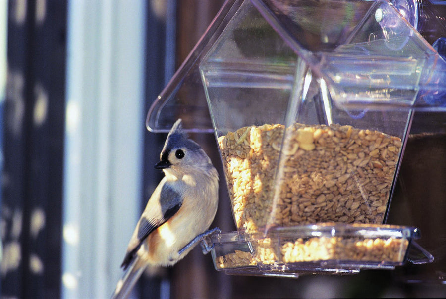 Aspects Window Cafe Bird Feeder, Clear, .75 qt Cap - Window Feeders-Seed