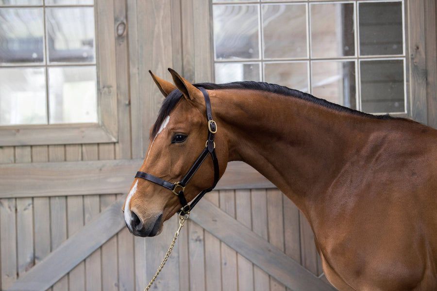 Gatsby Leather Adjustable Turnout Halter, Havana, Suckling