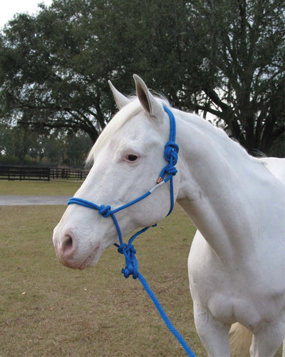 Hamilton Adult Rope Halter W/Lead, Blue, Avg