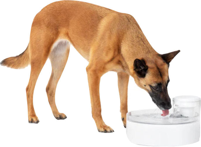 Petsafe Outlast Pumpless Pet Fountain, White, 128 oz - Fountains