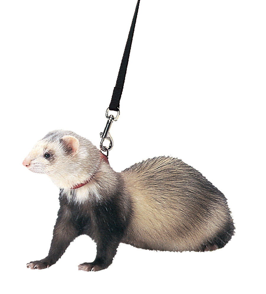 Marshall Ferret Harness and Lead, Black, 48 in - Combos