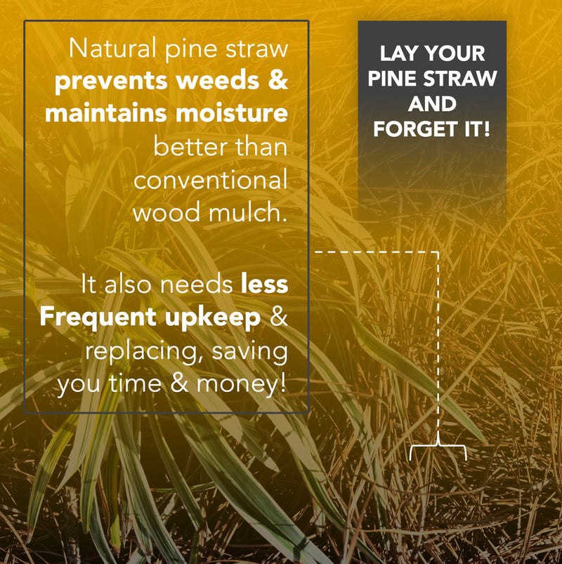 Premium Pine Straw Mulch Bale for Landscaping, Organic Material Made from Authentic Pine Needles Ideal for Gardening, Soil Moisture Retention.