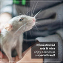 Wildlife Feed Raw Peanuts- Our in-Shell Peanuts are The Ideal Critter Food to Attract Squirrels, Birds, Deer and Other Diverse Wildlife.