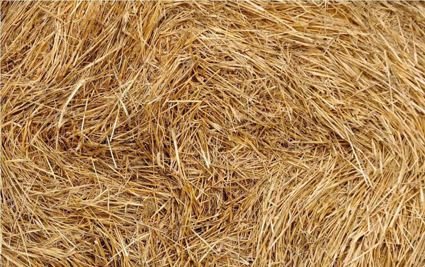 Organic Wheat Straw - 100% Natural Wheat Straw Ideal for Gardening, Decor, Animal Bedding and Eco-Friendly Projects