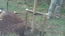 Peach Country 12 Pack of Heavy Duty Wood Stakes for Garden or Tree Support (4-Foot)