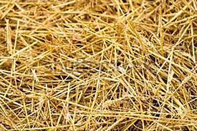 Premium Garden Straw (1 LB) - Straw Mulch That is Designed for Use in Compost Beds