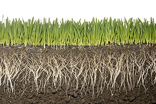 Montana Grow Organic Lawn and Garden Care. An Organic Amendment for Lawn Fertilizer to Keep Your Grass, Seed, and Garden Healthy by The Power of Volcanic ash. Replacement for Azomite organic fertilizer with Tuff Guy Gloves