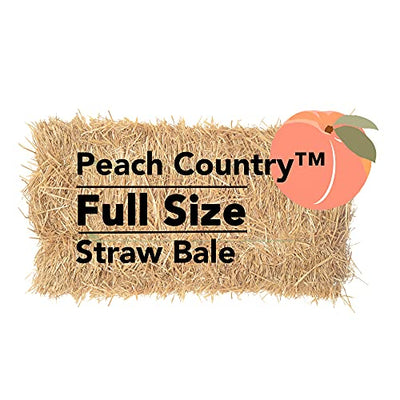 Peach Country Real Full Size Straw Bale for: Autumn Fall Decorations