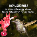 Perky Pet 255 Hummingbird Nectar Concentrate, 64 oz
