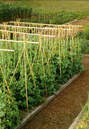Hydrofarm HGBB6 6' Natural, pack of 25 Bamboo Stake, Tan