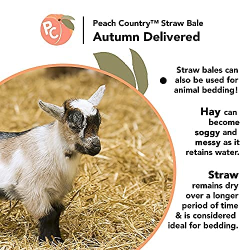 Peach Country Real Full Size Straw Bale for: Autumn Fall Decorations, Bedding, Over Seeding