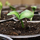 Coast of Maine - Organic Seed Starter - Sprout Island Blend 16 QT