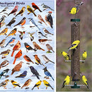 Commodity Marketing Company Nyjer Seeds - Premium High Energy Wild Bird Thistle Food - Finches - Garden Backyard Birds - Great for Bird Feeders