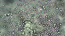 Root and Bloom Organic Additive (OIM Certified) - Millions of Super Charged Microbes Designed as a Rooting Hormone and Flower Food. Plant Nutrients to Maximize Soil Structure and Plant Health