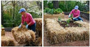 Home and Country USA Real Full Size Straw Bale, 35" x 19" 12", for: Autumn Fall Decorations, Bedding, Over Seeding,